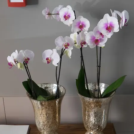 Art (adults Only) 3*